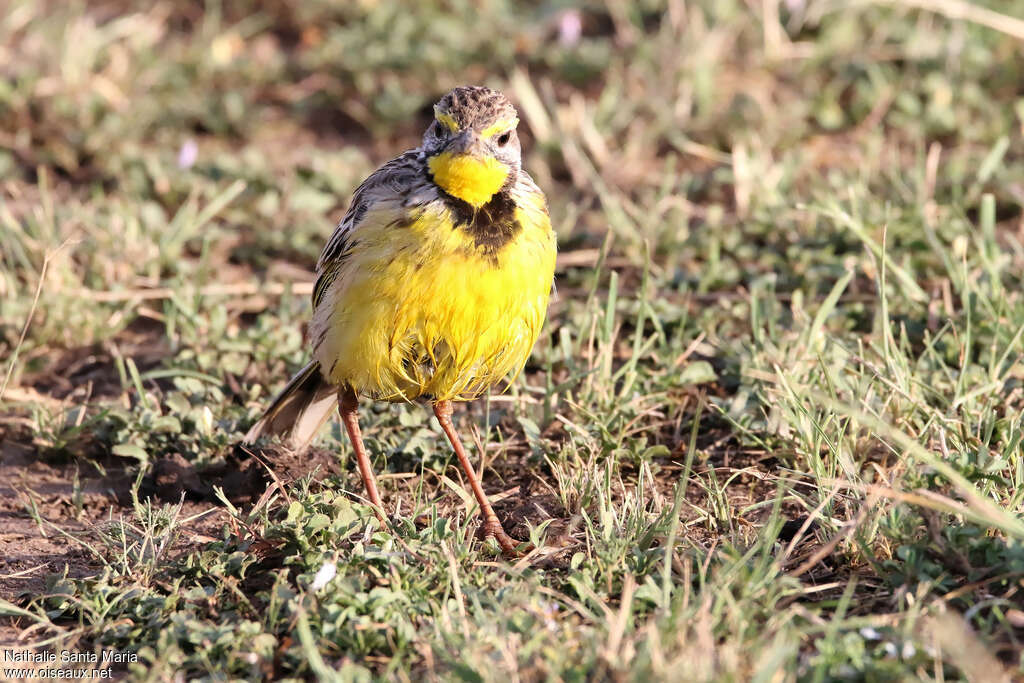 Yellow-throated Longclawadult, habitat