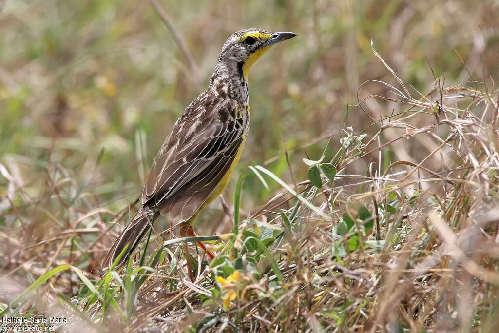 Yellow-throated Longclawadult, identification, habitat