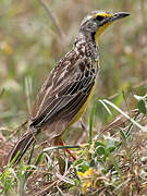 Yellow-throated Longclaw