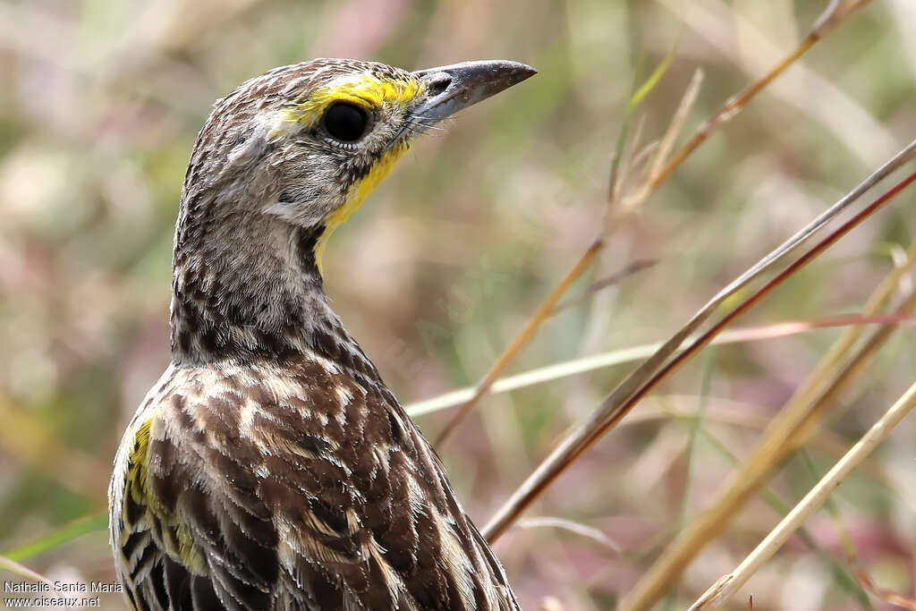 Yellow-throated Longclawadult, identification, close-up portrait