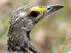 Yellow-throated Longclaw