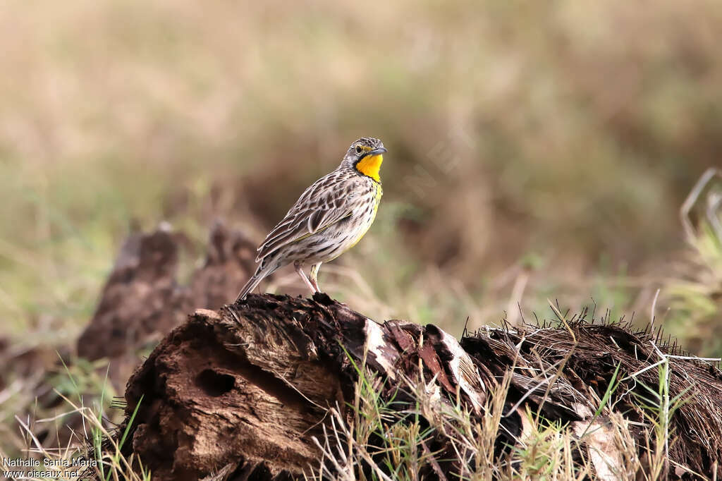 Sentinelle doréeadulte, identification, habitat