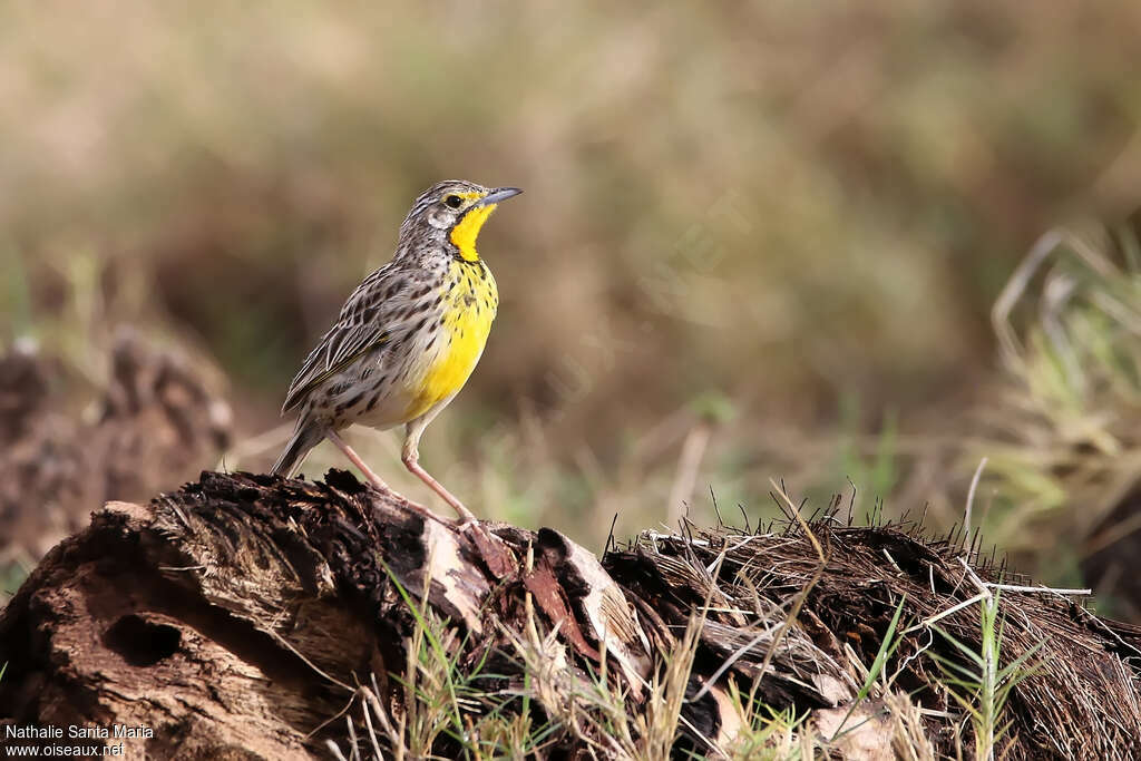 Pangani Longclaw female adult, identification