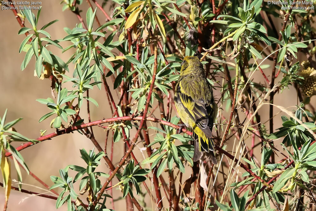 Serin à calotte jauneadulte, habitat