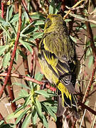 Serin à calotte jaune