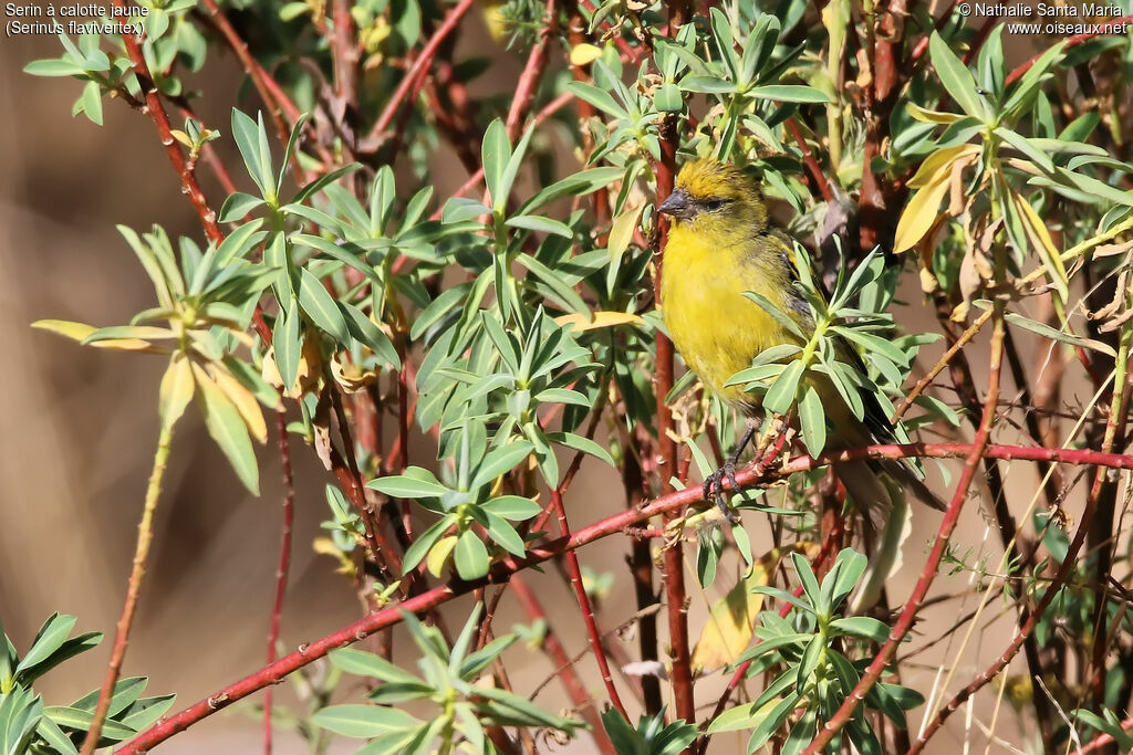 Serin à calotte jaune mâle adulte, identification, habitat