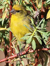 Serin à calotte jaune