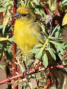 Yellow-crowned Canary