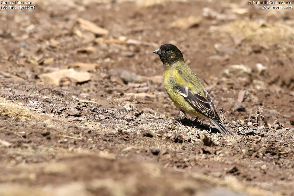 Ethiopian Siskinadult, habitat