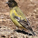 Serin à tête noire