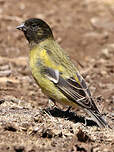 Serin à tête noire