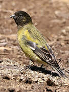 Ethiopian Siskin