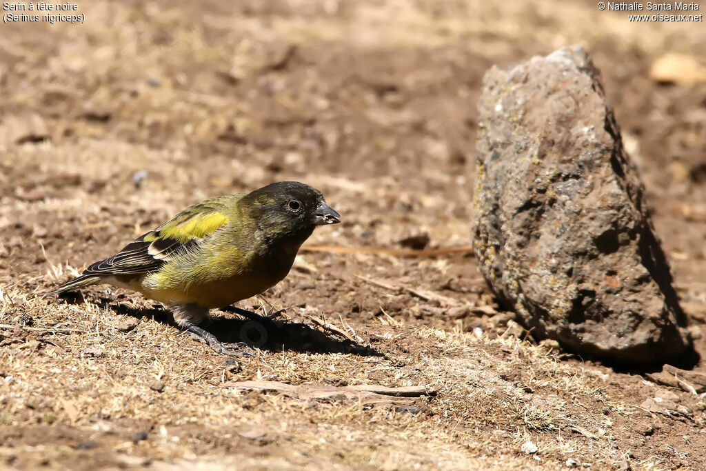 Ethiopian Siskinadult, habitat, eats