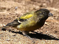 Serin à tête noire