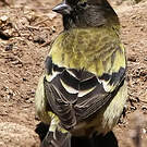 Serin à tête noire