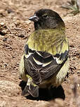 Serin à tête noire