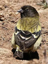 Serin à tête noire