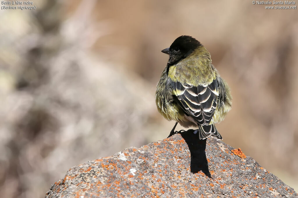 Serin à tête noireadulte, identification