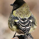 Serin à tête noire