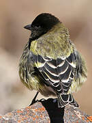 Serin à tête noire