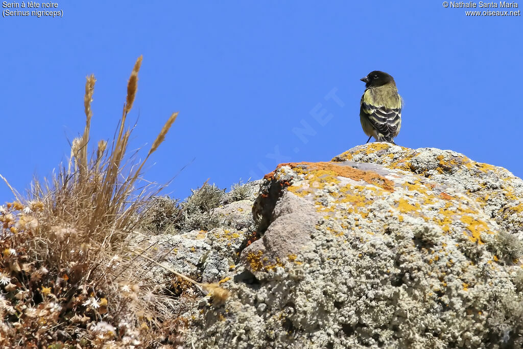 Ethiopian Siskinadult, identification, habitat