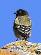 Ethiopian Siskin