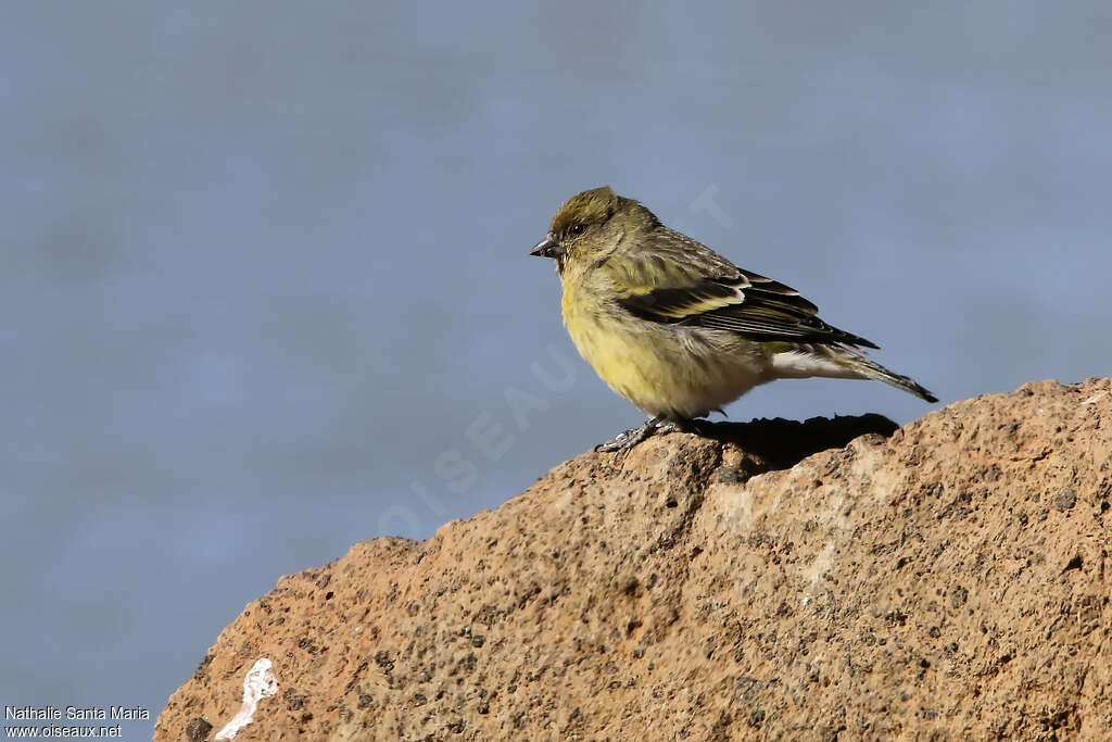 Serin à tête noire femelle adulte, identification