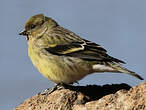 Serin à tête noire