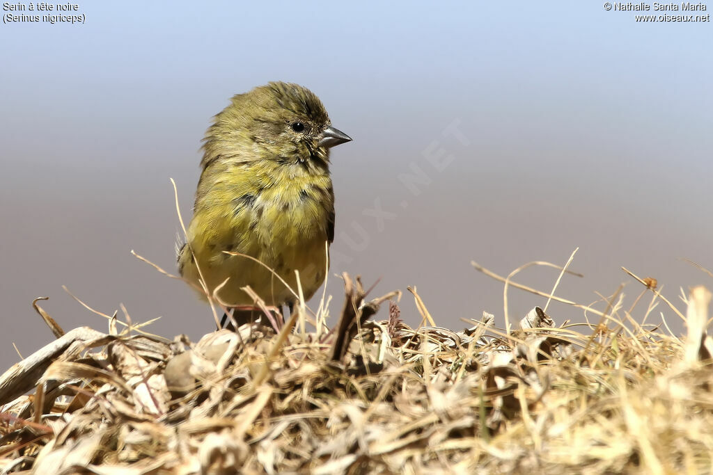 Serin à tête noire femelle adulte, identification