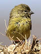 Serin à tête noire