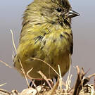 Serin à tête noire