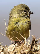 Ethiopian Siskin