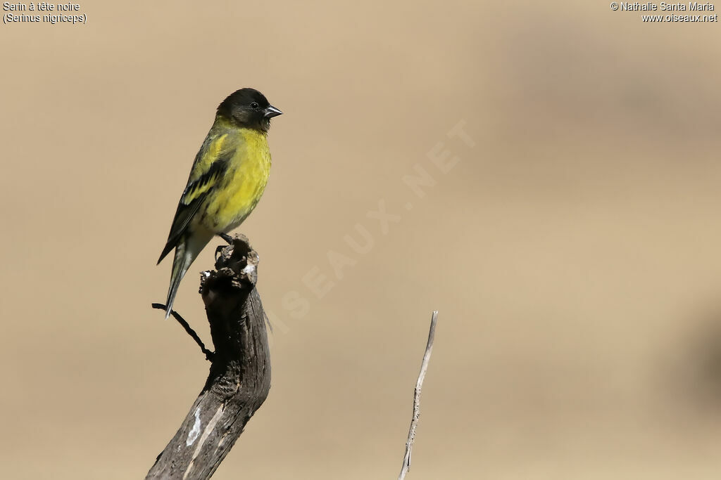 Serin à tête noire mâle adulte, identification