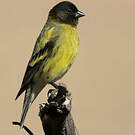Serin à tête noire