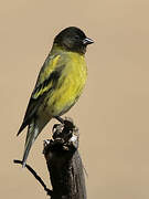 Ethiopian Siskin