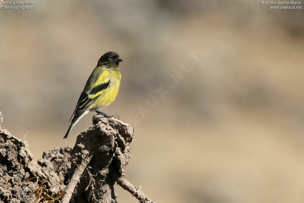 Ethiopian Siskin male adult, identification