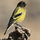 Serin à tête noire