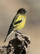 Ethiopian Siskin