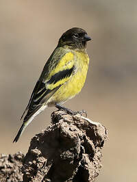 Serin à tête noire