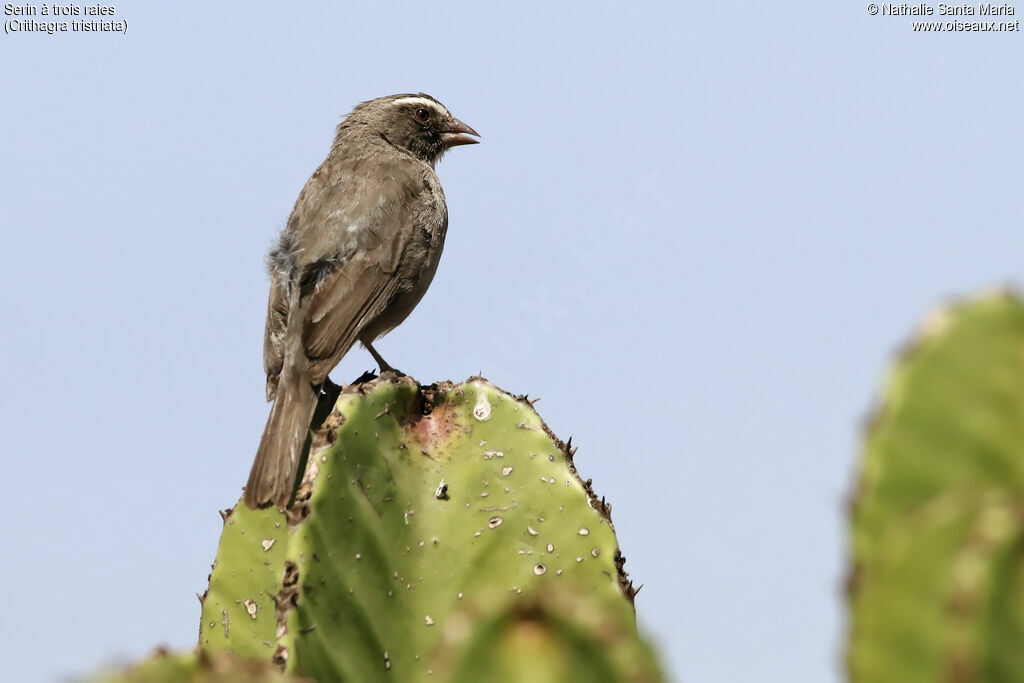 Brown-rumped Seedeateradult, identification, habitat