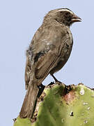 Brown-rumped Seedeater