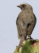 Brown-rumped Seedeater