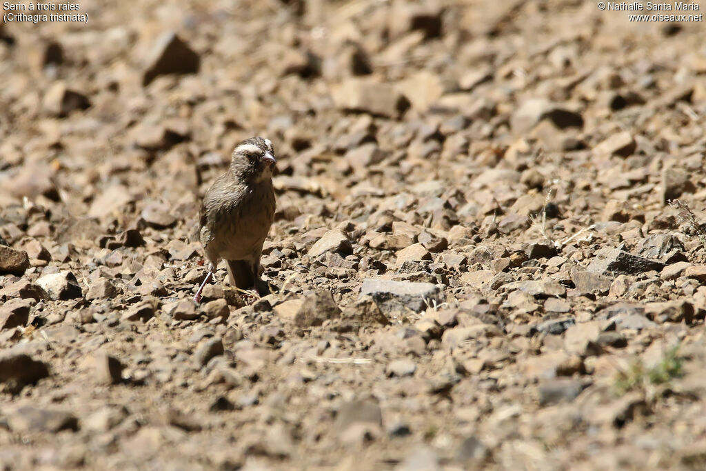 Brown-rumped Seedeateradult, identification, habitat