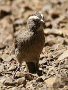 Brown-rumped Seedeater