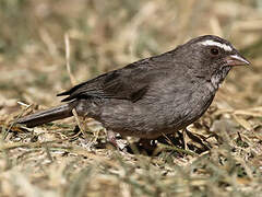 Brown-rumped Seedeater