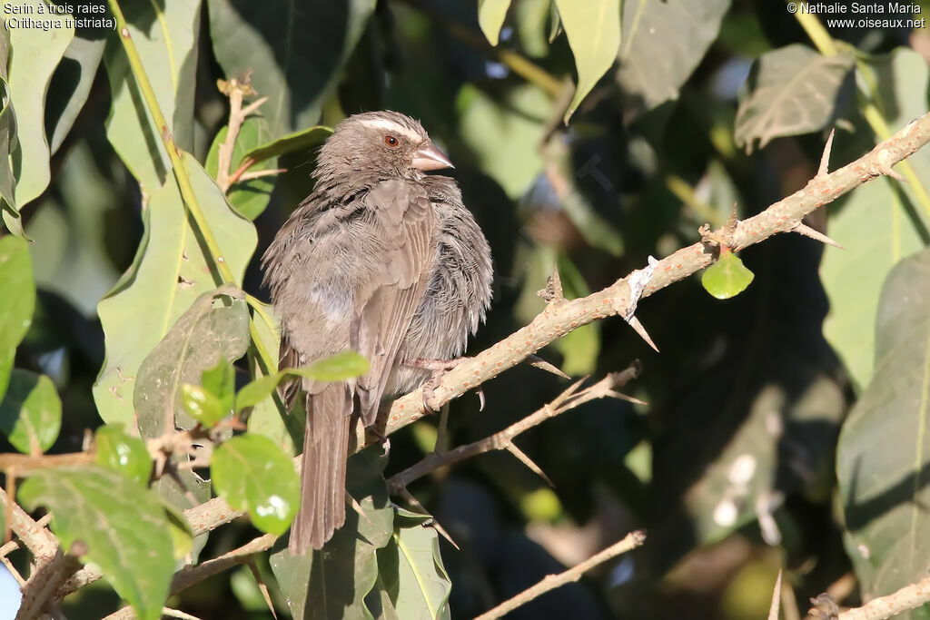 Serin à trois raiesadulte, identification, habitat