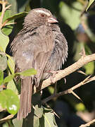 Brown-rumped Seedeater