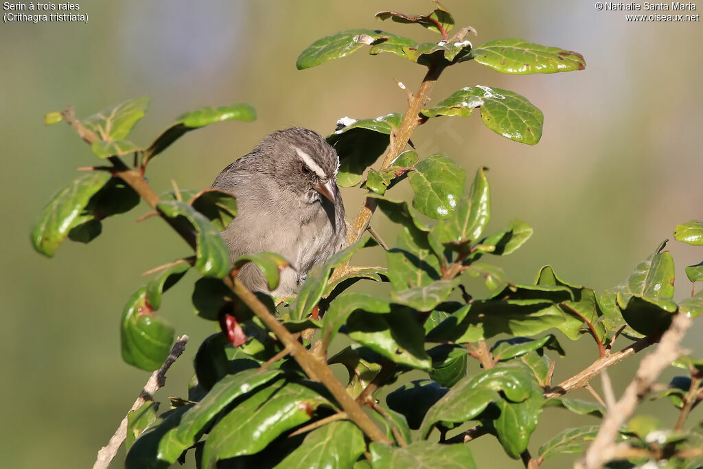 Brown-rumped Seedeateradult, identification, habitat