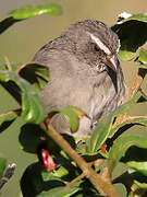 Brown-rumped Seedeater