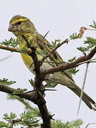 White-bellied Canary